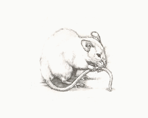 F. W. Köhler